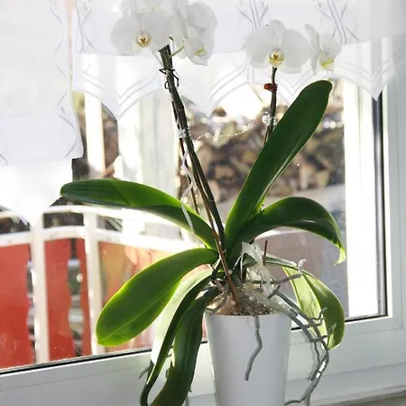 Casajansen - Grosse Im Dreistaedte-eck * Nürnberg